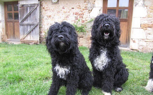 Smoushond olandese caratteristiche e comportamento I Miei Animali