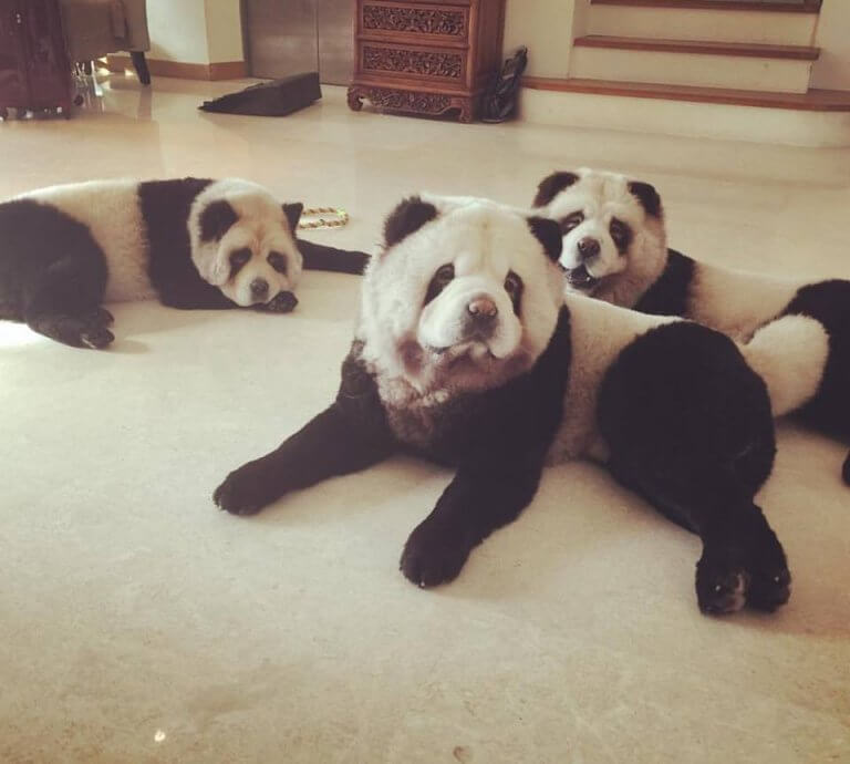 cani panda