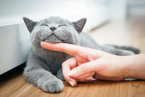 carezze sul mento a gatto grigio