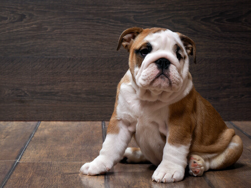 cucciolo di bulldog seduto sul pavimento