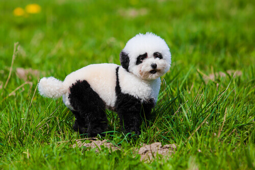 Tutto quello che c'è da sapere sui cani panda