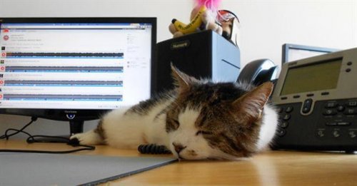 gatto dorme sulla scrivania vicino al computer