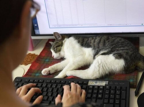 Sapevate che in Giappone si dà lavoro ai gatti?