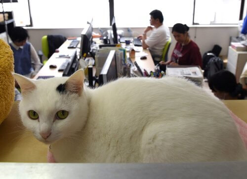 gatto bianco e nero in ufficio