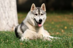 Anche i cani possiedono l'intelligenza emotiva?