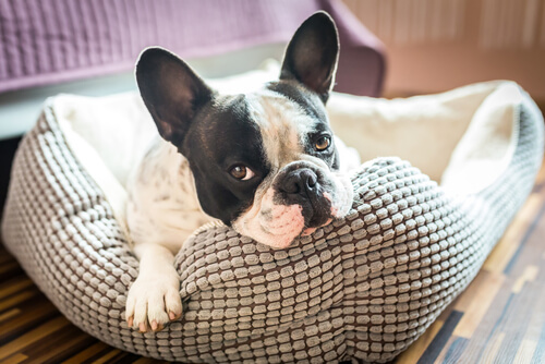 Come scegliere il letto migliore per il proprio cane