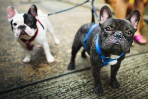 Che cosa si intende per pedigree in un cane?