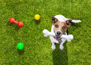 5 giochi per cani con cui divertirvi assieme