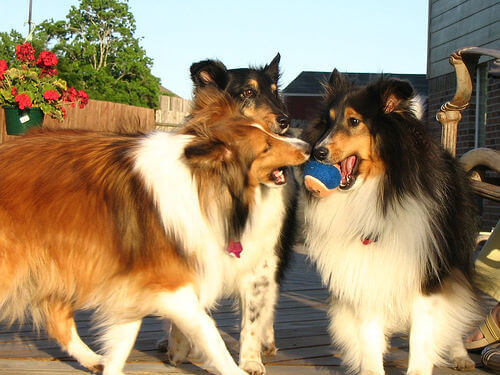 tre collie con una pallina