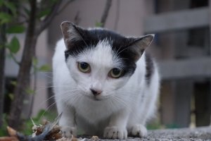 6 comportamenti strani dei gatti da conoscere