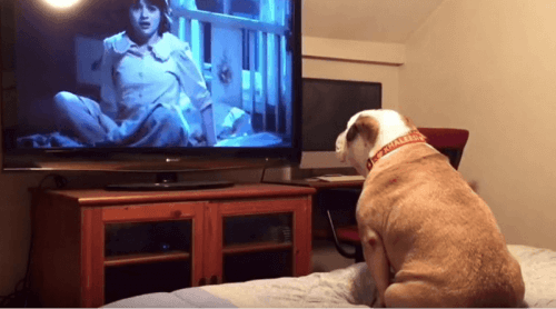 Conosciamo il Bulldog inglese che adora i film horror