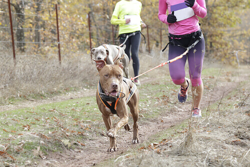 due ragazze fanno canicross con i propri cani