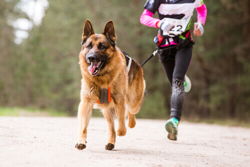 Canicross, lo sport perfetto da fare con il vostro cane