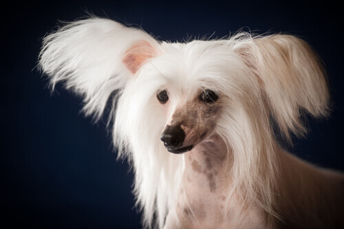 cane nudo dal ciuffo