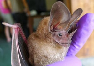 Gli 8 animali più strani del mondo