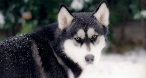 Le razze di cani più antiche della storia