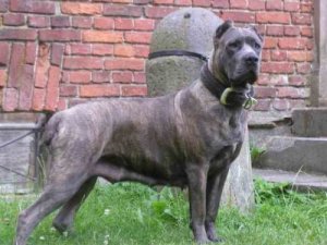 Molossoidi: caratteristiche di questa famiglia di razze canine