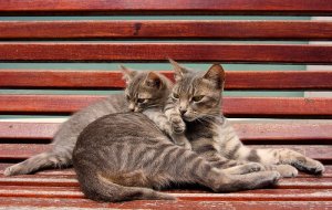 Quando sterilizzare il vostro animale domestico e perché