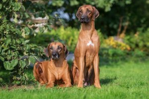 Il Rhodesian Ridgebac, un cane coraggioso