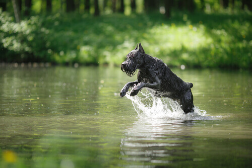 cane salta nel fiume