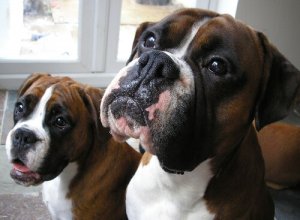 Le migliori razze canine di origine tedesca