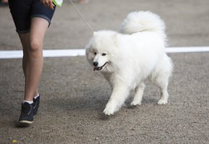 Pericoli da evitare durante la passeggiata con il cane
