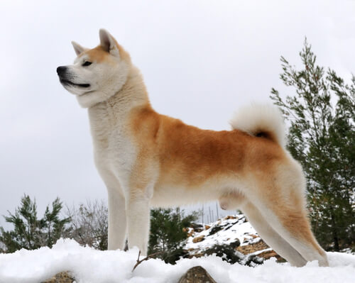 akita inu sulla neve