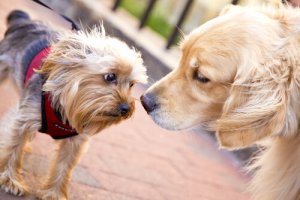 Voglio un altro cane: come farli andare d'accordo?
