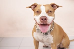 Assicurazioni per cani: come sono?