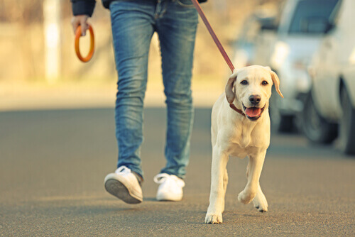 cane a passeggio per strada con padrone 