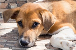 Il Coronavirus nei cani: di cosa si tratta?