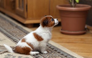 Animali e appartamento in affitto: cosa sapere?