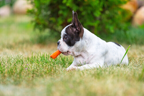 Le carote fanno bene alla salute dei cani?