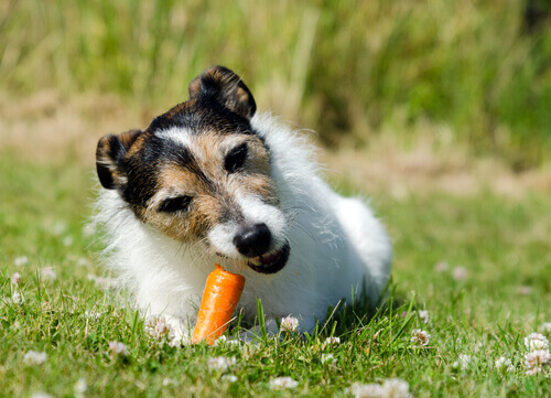 cane mastica carote sul prato