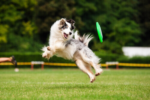 cane che salta con frisbee sul prato