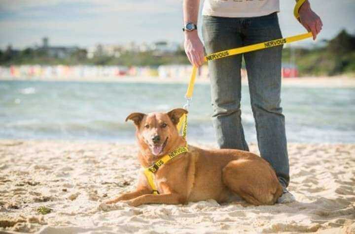 cane in spiaggia al guinzaglio