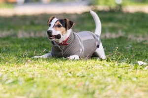 Cani e freddo: cure e consigli per evitare che ne soffrano