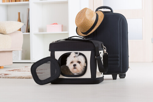 cane nel trasportino e valigia