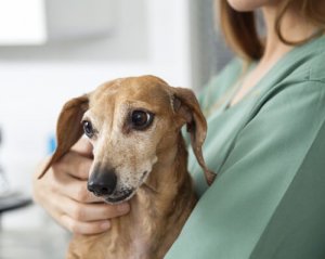 Come prendersi cura di un cane epilettico