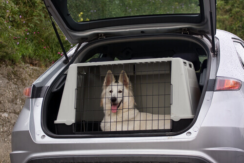 cane dentro il trasportino in macchina 