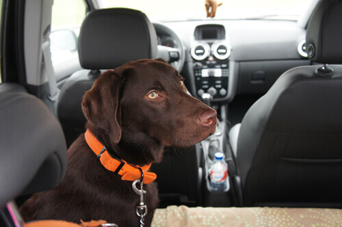 cane sul sedile in macchina 