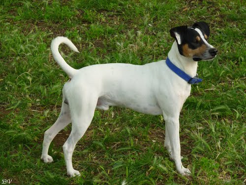 cagnolino bianco nero e marrone sul prato
