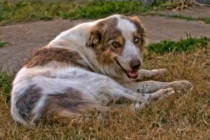 Sapete come si tratta l'artrite nei cani?