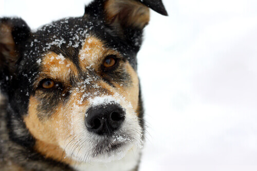 Trovata cagnolina congelata in montagna