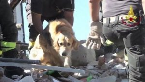 Cane salvato 9 giorni dopo un terremoto