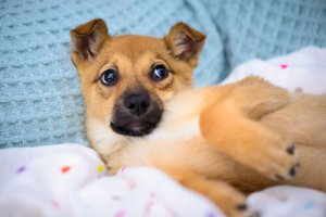 Prendersi cura di un animale non è un passatempo