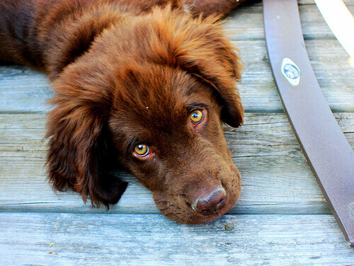 cane marrone sdraiato su pavimento di legno 