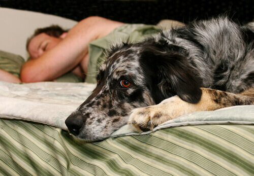cane sul letto con padrone 