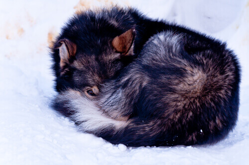 Cane accucciato sulla neve
