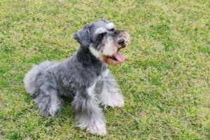 Cani del gruppo 2: classificazione delle razze secondo la FCI